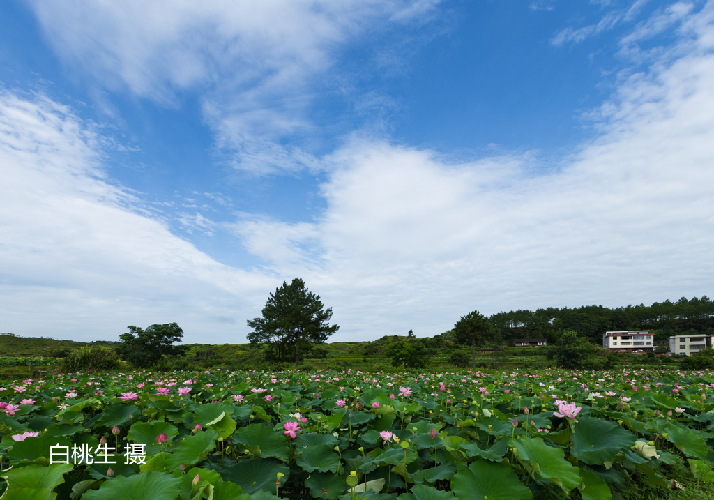 04-白桃生-015(1).jpg