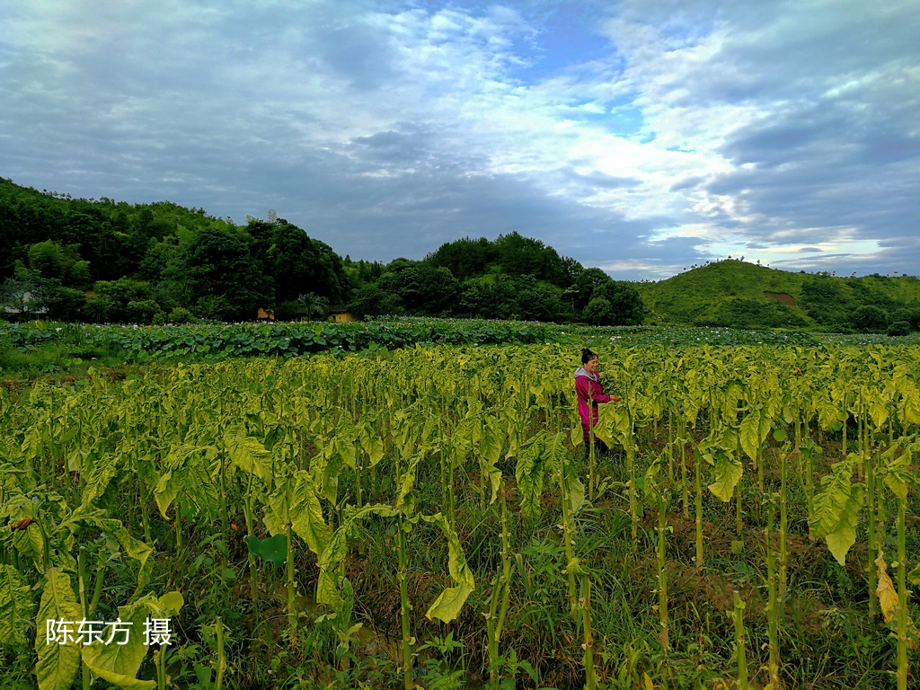 20-陈东方-007(1).jpg