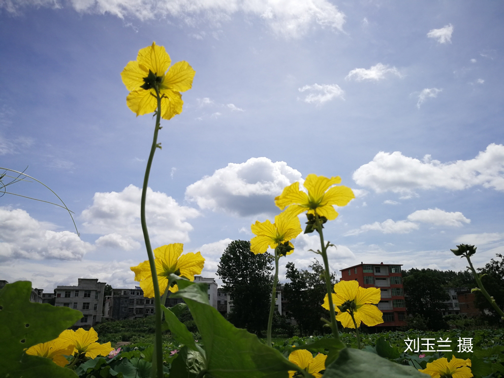36-刘玉兰-005(1).jpg