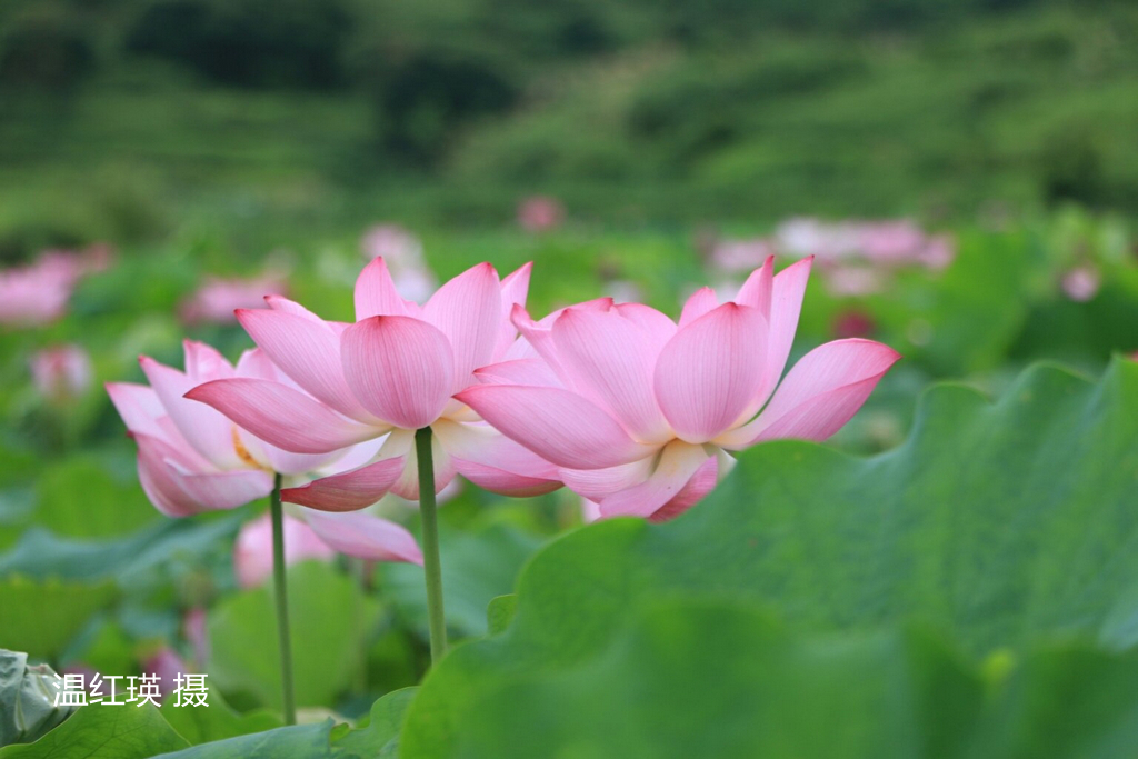 44-温红瑛-002(1).jpg